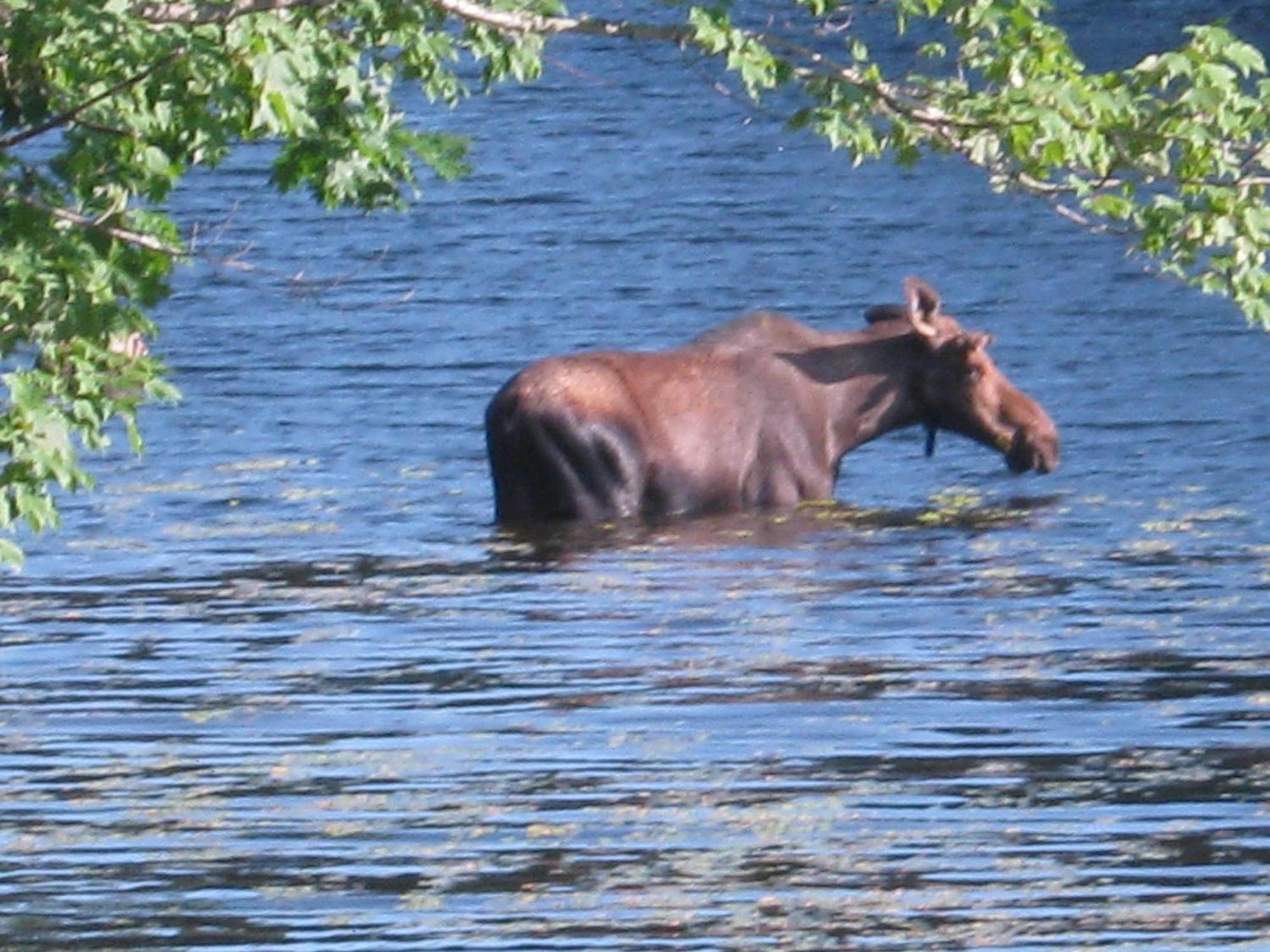 Alamoosook Lakeside Inn Orland Eksteriør billede