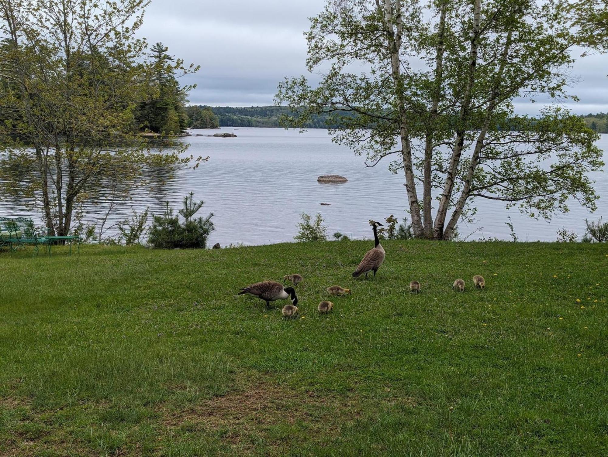 Alamoosook Lakeside Inn Orland Eksteriør billede